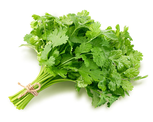 Herb Plants - Coriander - 1 x Full Plant in a 9cm Pot