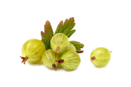 Fruit Plants - Gooseberry 'Xenia' - 1 x Large Plant in a 2 Litre Pot