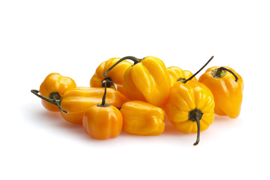 'Habanero Birkina Yellow' Chilli Pepper - 12 x Plug Plant Pack