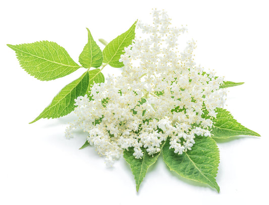 Fruit Plants - Elderflower 'Hadiegg' - 1 x Full Plant in a 2 Litre Pot