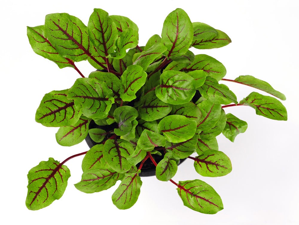 Sorrel 'Red Veined' - 6 x Plug Plant Pack - AcquaGarden