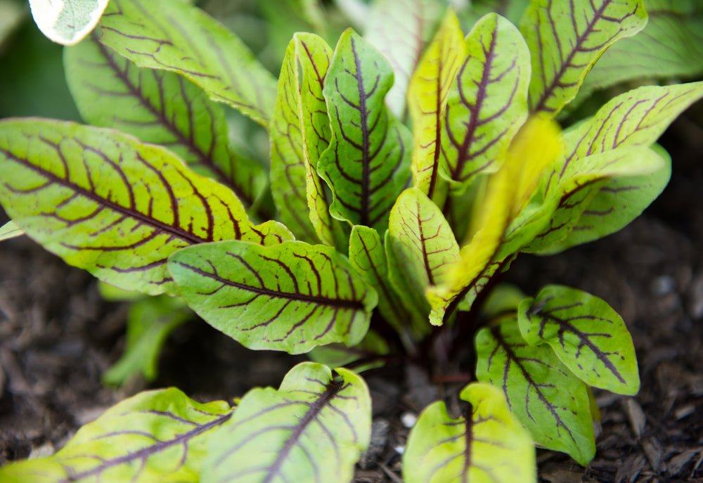 Sorrel 'Red Veined' - 6 x Plug Plant Pack - AcquaGarden