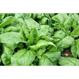 Spinach - Renegade - 12 x Plug Plant Pack - AcquaGarden