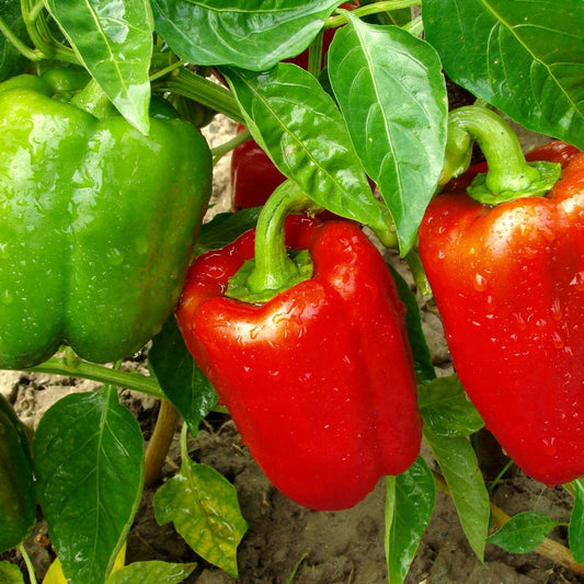 Sweet Pepper - Bellboy Red - 18 x Plug Plant Pack - AcquaGarden