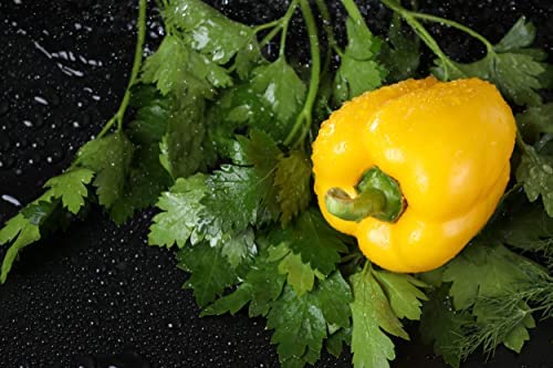 Sweet Pepper Plants - 'D'Asti Giallo Yellow' - 12 x Plug Plant Pack - AcquaGarden