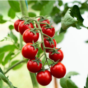 Tomato Plants - 'Sweet and Neat'- 3 x Full Plants in 9cm Pots