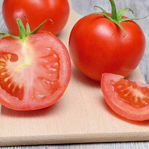 Tomato 'Ailsa Craig' - 12 x Plug Plant Pack - AcquaGarden