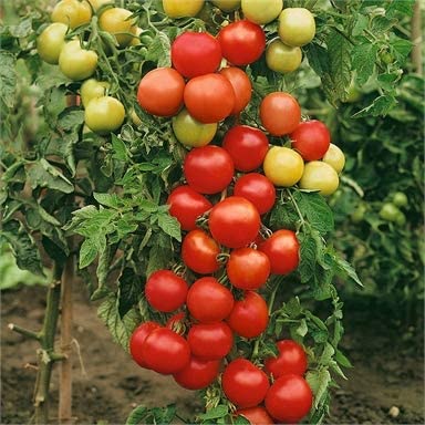 Tomato - Ailsa Craig - 6 x Plug Plants - AcquaGarden