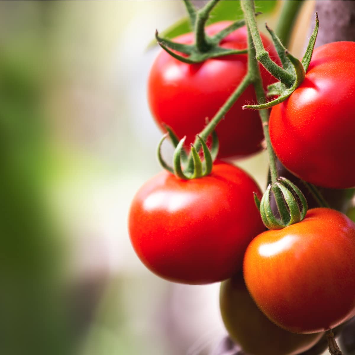 Tomato 'F1 Moneymaker' - 18 x Plug Plant Pack - AcquaGarden