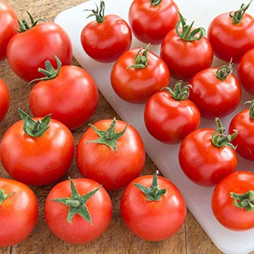 Tomato 'Gardeners Delight' - 12 x Plug Plant Pack - AcquaGarden