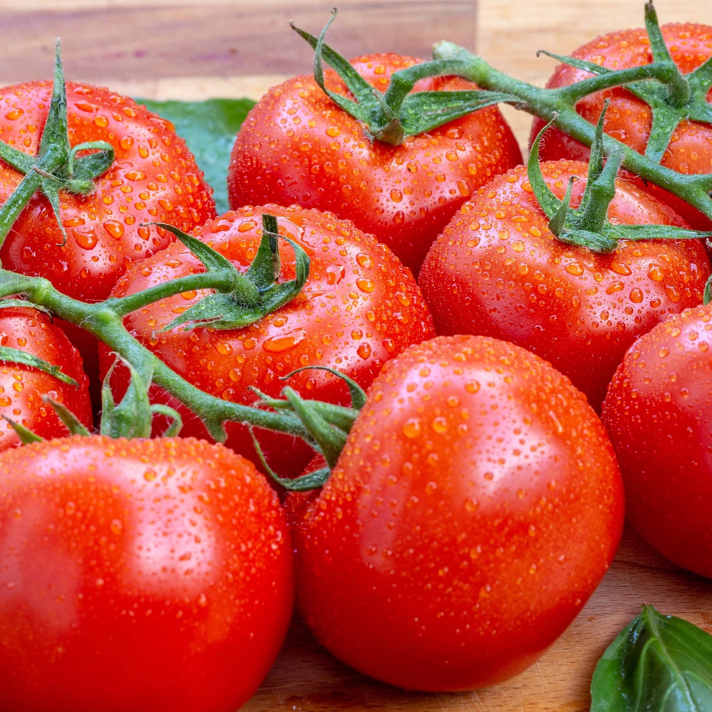 Tomato 'Gardeners Delight' - 6 x Plug Plant Pack - AcquaGarden