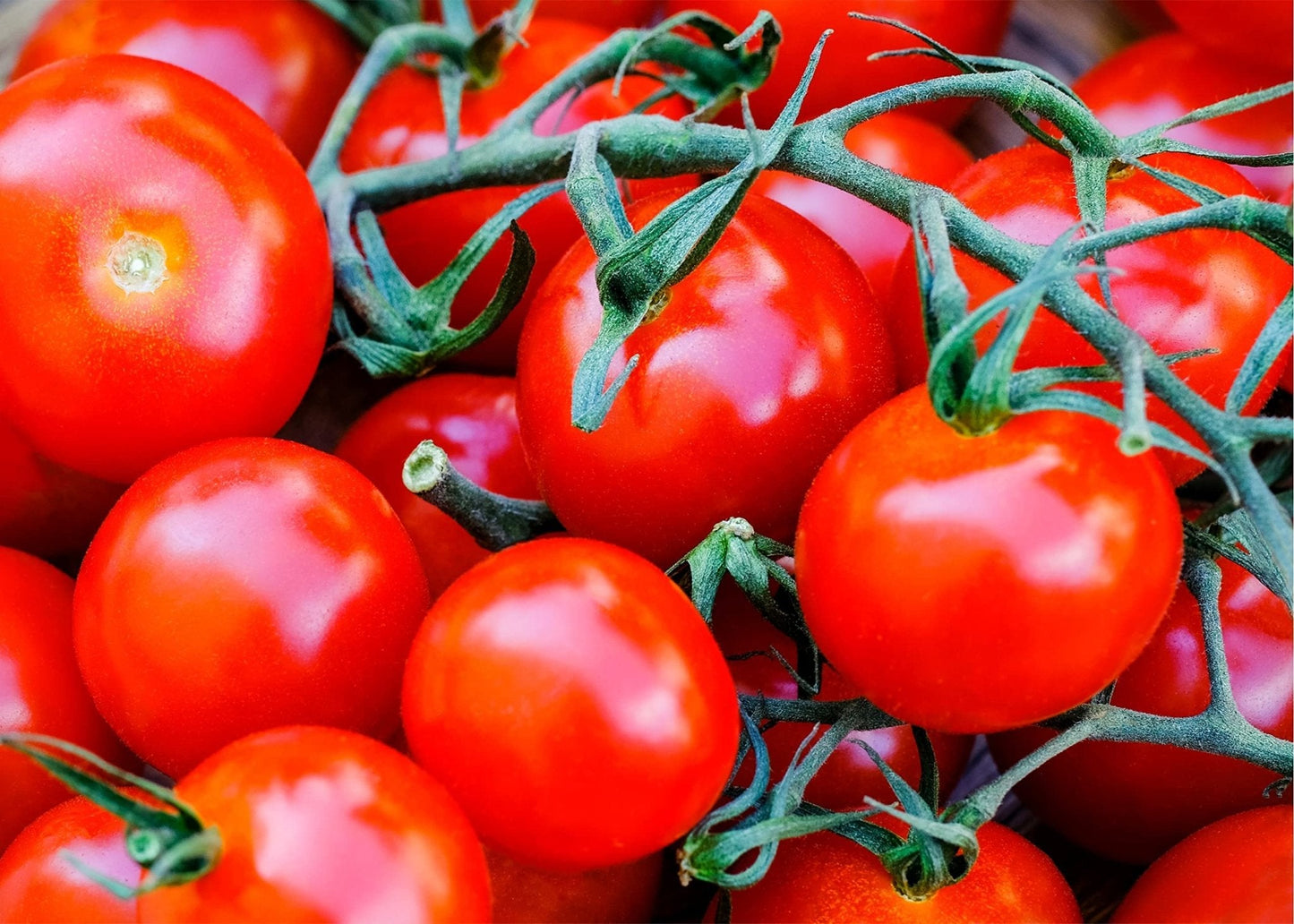 Tomato Plants - 'Gardener's Delight' - 3 x Full Plants in 9cm Pots - AcquaGarden
