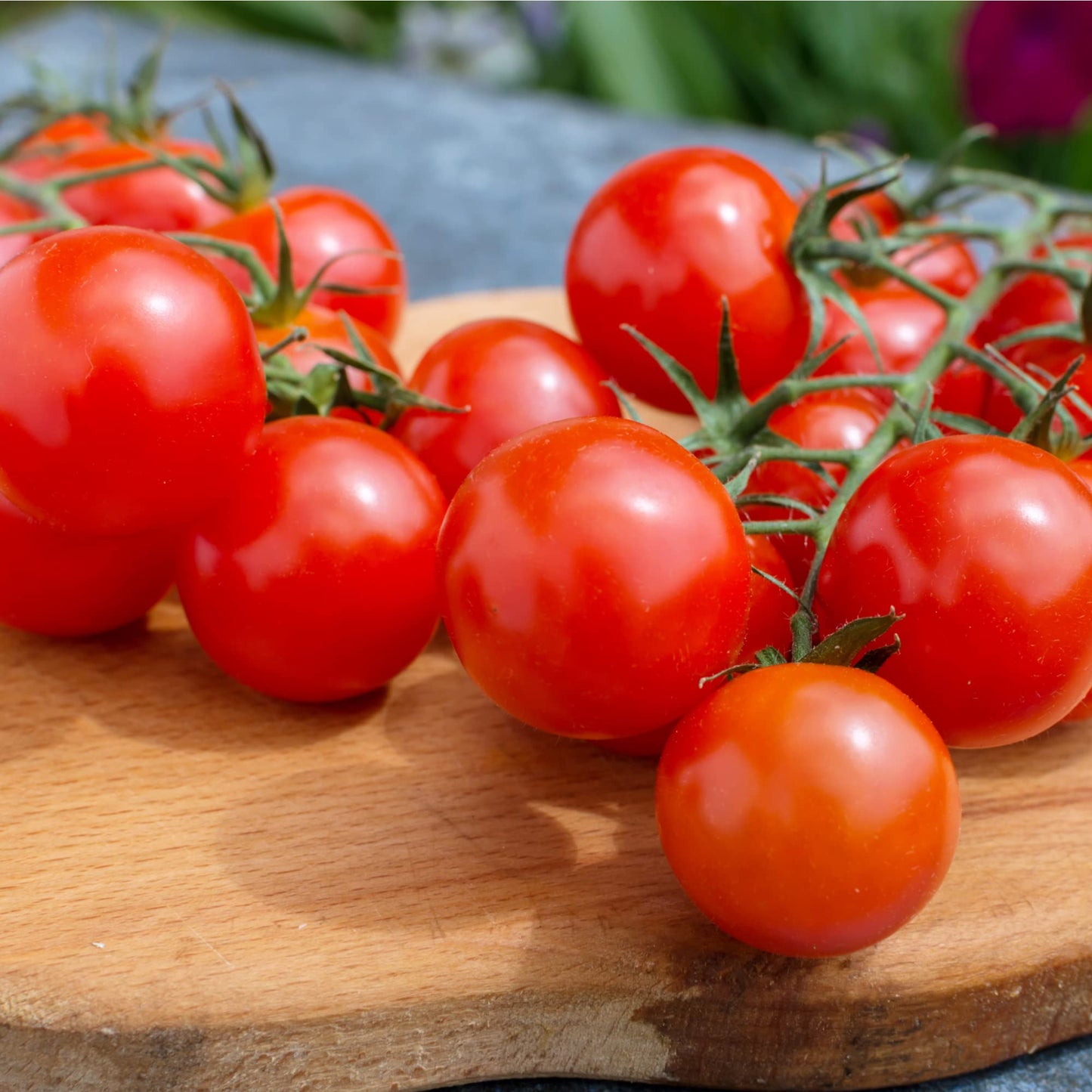 Tomato Plants - Gardener's Mixed Selection Package - 'Sweet Million', 'Tumbling Tom', 'Gardener's Delight' - 18 x Plug Plant Pack - AcquaGarden