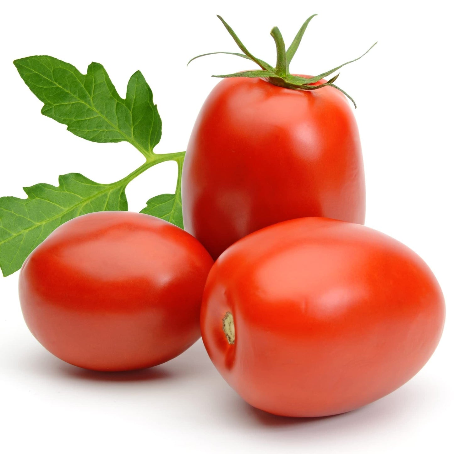 Tomato Plants - 'Plum Roma' - 6 x Plug Plant Pack - AcquaGarden