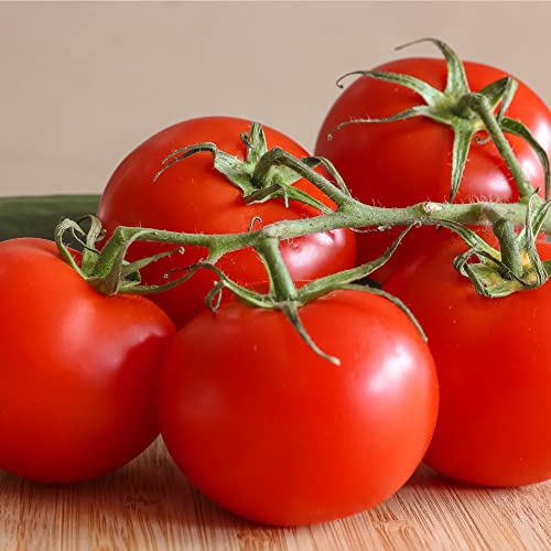 Tomato Plants - 'Shirley' - 6 x Plug Plant Pack - AcquaGarden