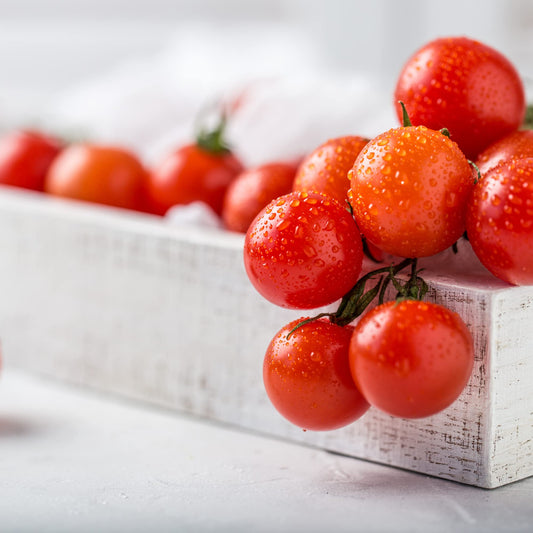 Tomato Plants - 'Sweet and Neat' - 12 x Plug Plant Pack - AcquaGarden