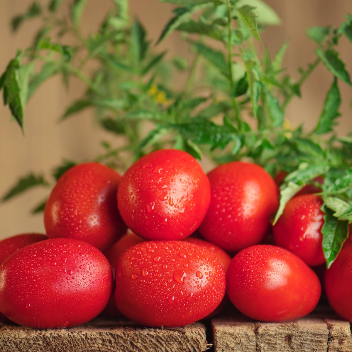 Tomato 'Plum Roma' - 3 x Plant Pack - AcquaGarden