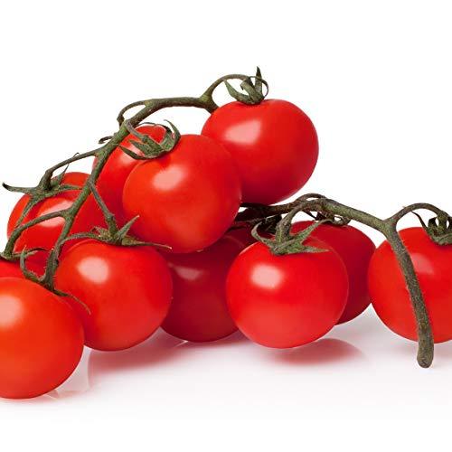 Tomato 'Red Alert' - 12 x Plug Plant Pack - AcquaGarden
