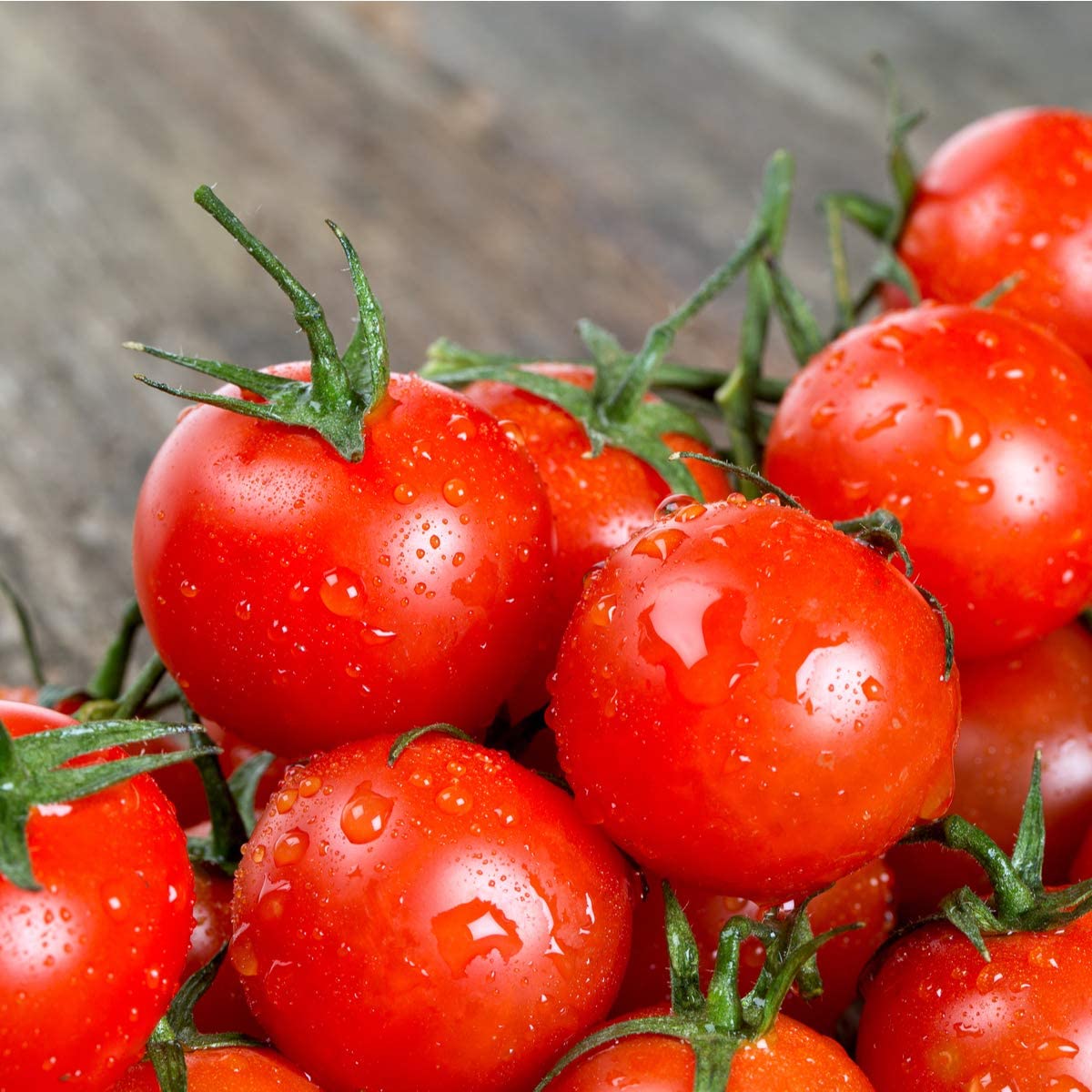 Tomato - Red Alert - 12 x Plug Plants - AcquaGarden