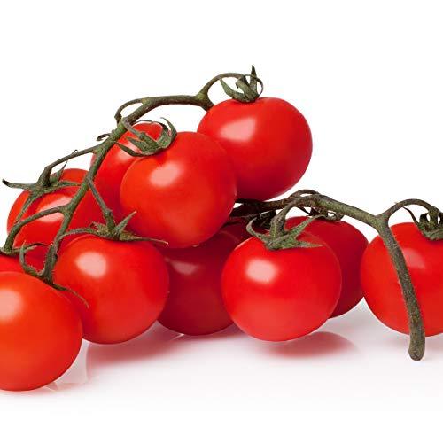 Tomato 'Red Alert' - 3 x Full Plants in 9cm Pots - AcquaGarden