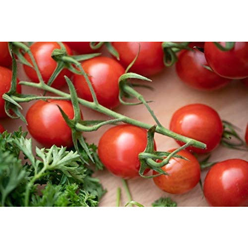 Tomato Selection - Tumbling Tom Red and Tumbling Tom Yellow - 6 x Plug Plant Pack - AcquaGarden