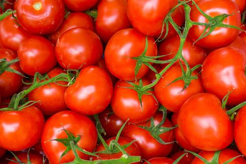 Tomato 'Shirley' - 12 x Plug Plant Pack - AcquaGarden