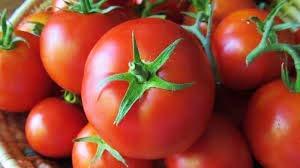 Tomato 'Shirley' - 12 x Plug Plant Pack - AcquaGarden