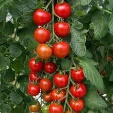 Tomato 'Shirley' - 6 x Plug Plant Pack - AcquaGarden