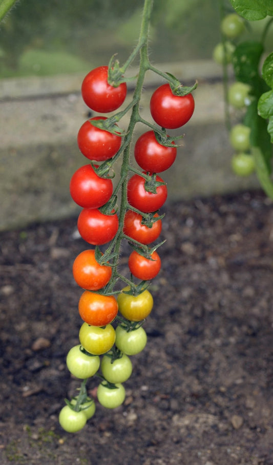 Tomato - Sweet Million - 18 x Plug Plants - AcquaGarden