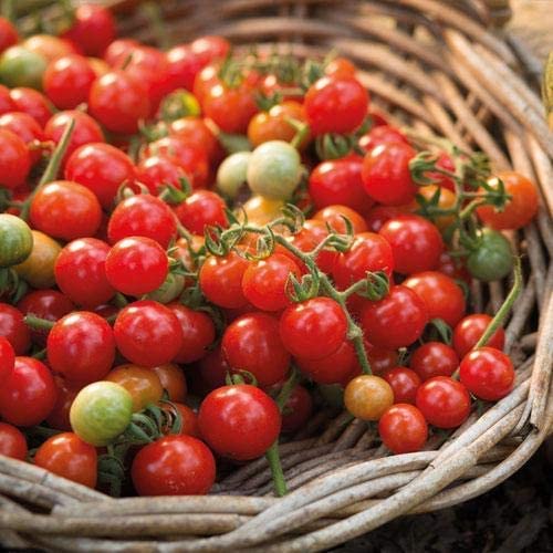 Tomato 'Tumbler' - 6 x Plant Pack - AcquaGarden
