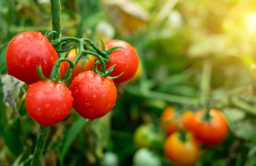 Tomato 'Tumbler' - 6 x Plant Pack - AcquaGarden