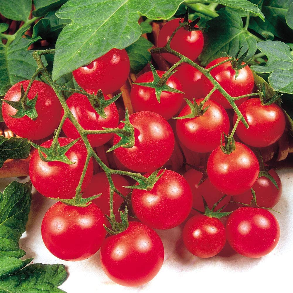 Tomato - Tumbling Tom - 12 x Plug Plant Pack - AcquaGarden