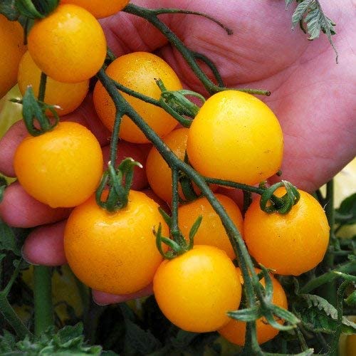 Tomato - Tumbling Tom Yellow - 12 x Plug Plant Pack - AcquaGarden