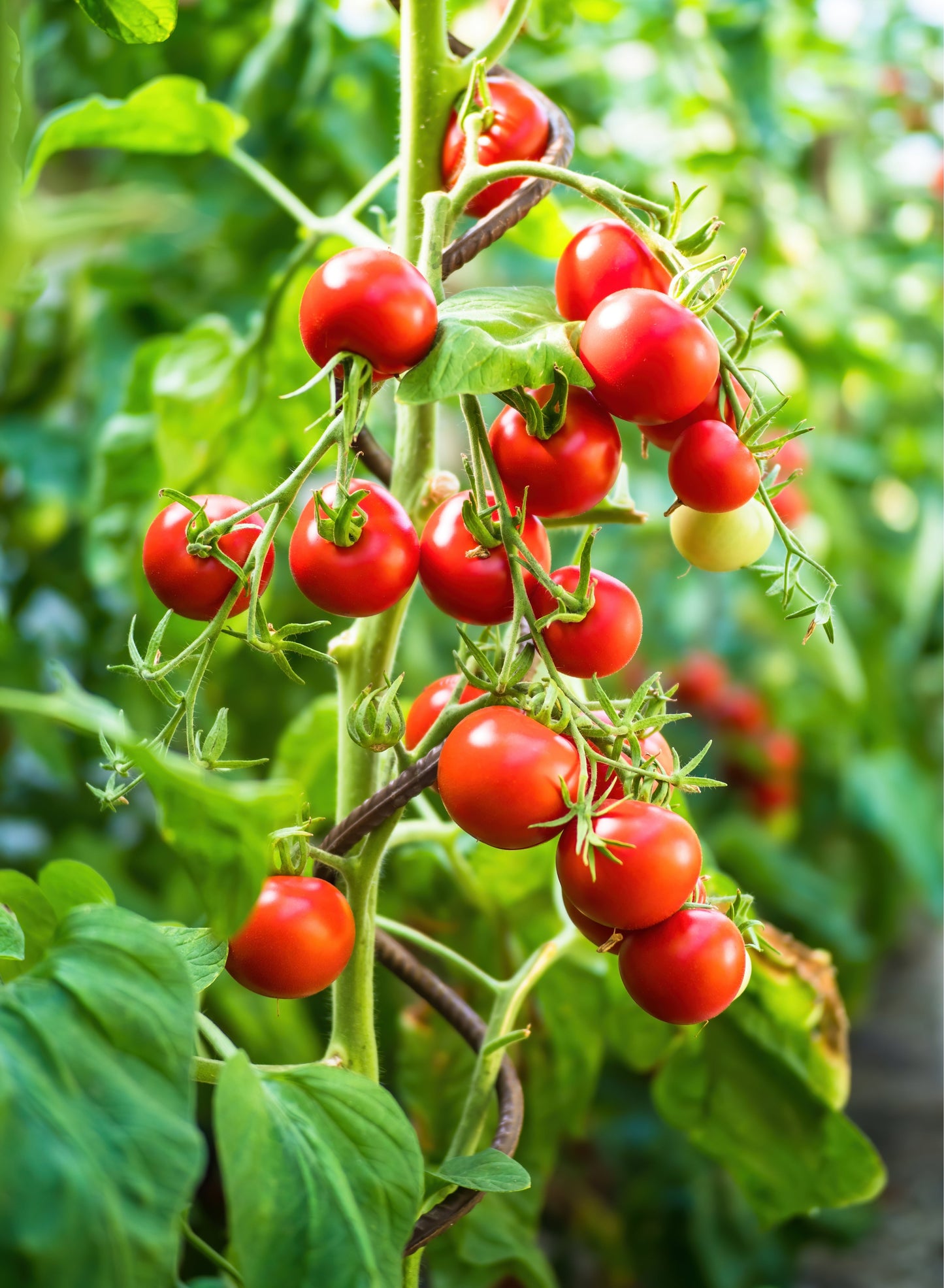 Tomato 'Gardeners Delight' - 2 x Full Plants in 9cm Pots