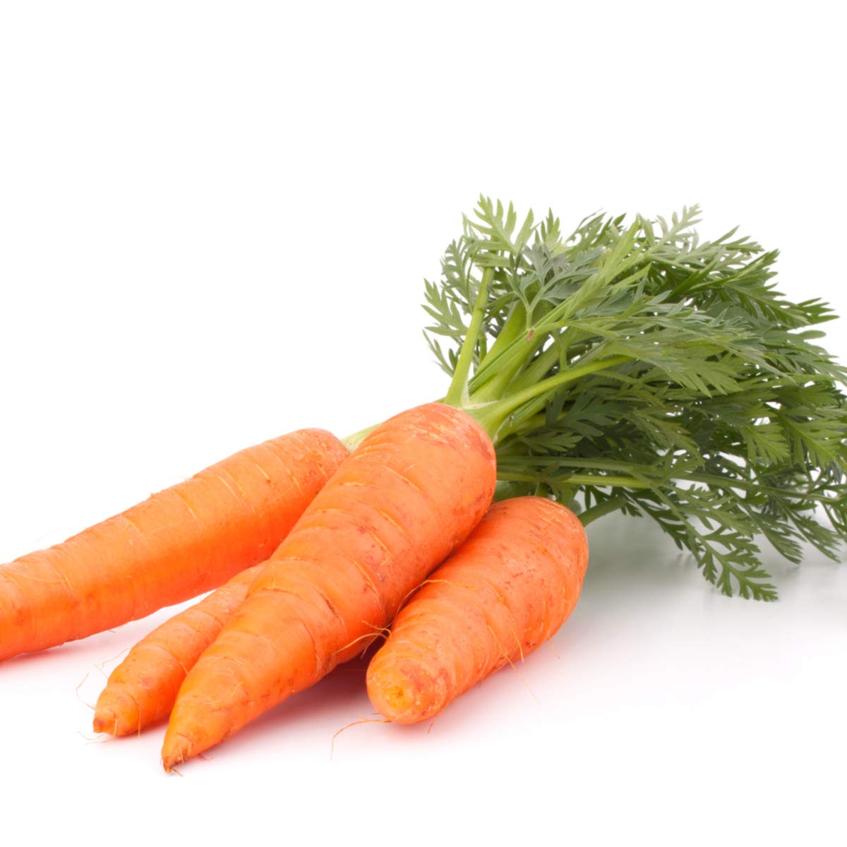 Vegetable Plants - Carrot 'Chantenay' - 6 x Plug Plant Pack - AcquaGarden