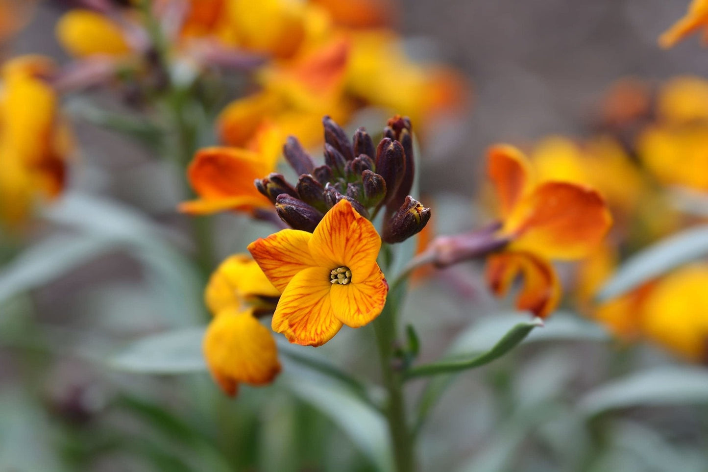 WallFlower 'Tom Thumb' - 6 x Full Plug Plant Pack - AcquaGarden