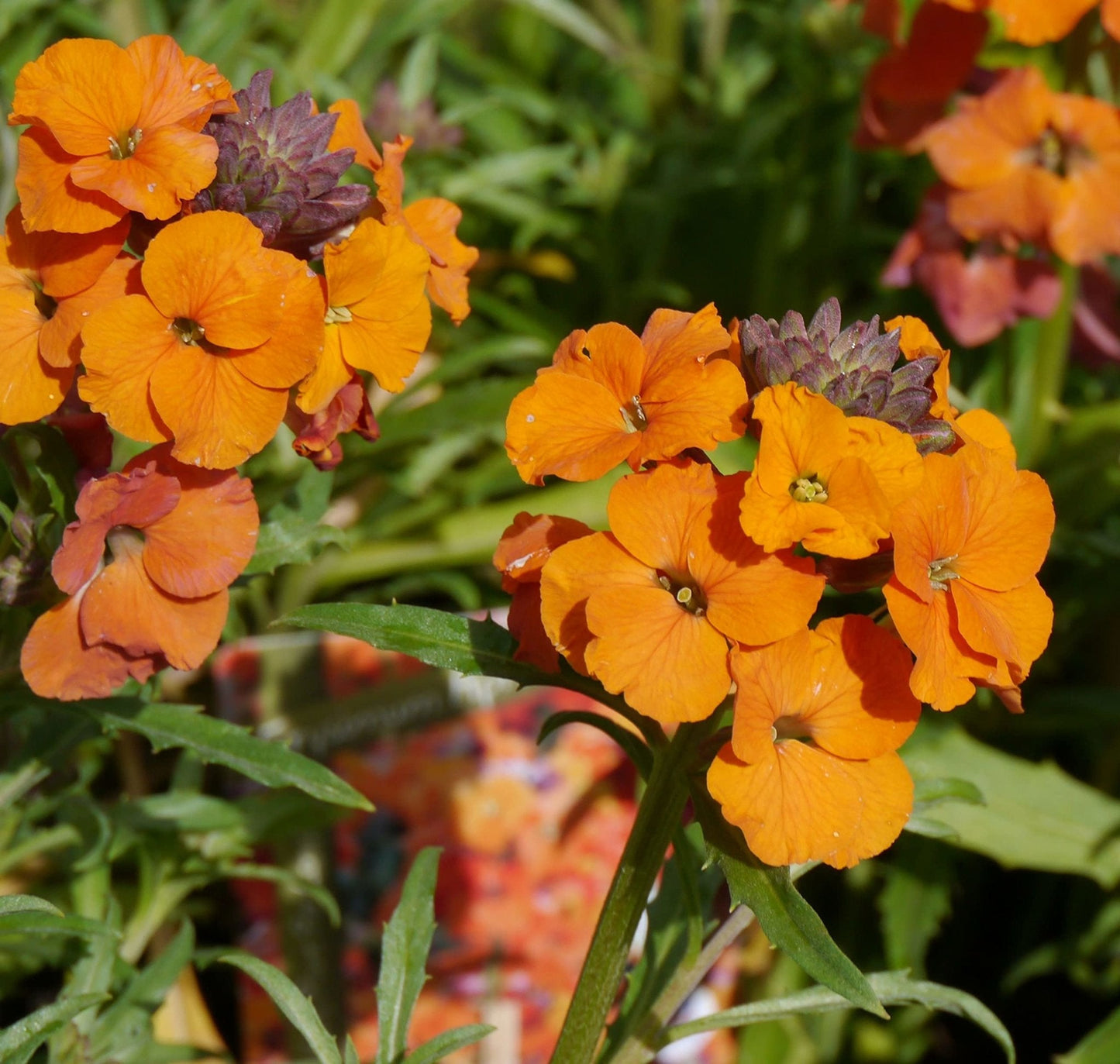 WallFlower 'Tom Thumb' - 6 x Full Plug Plant Pack - AcquaGarden