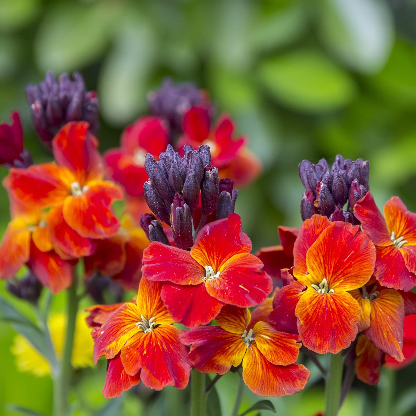 WallFlower 'Tom Thumb' - 6 x Full Plug Plant Pack - AcquaGarden