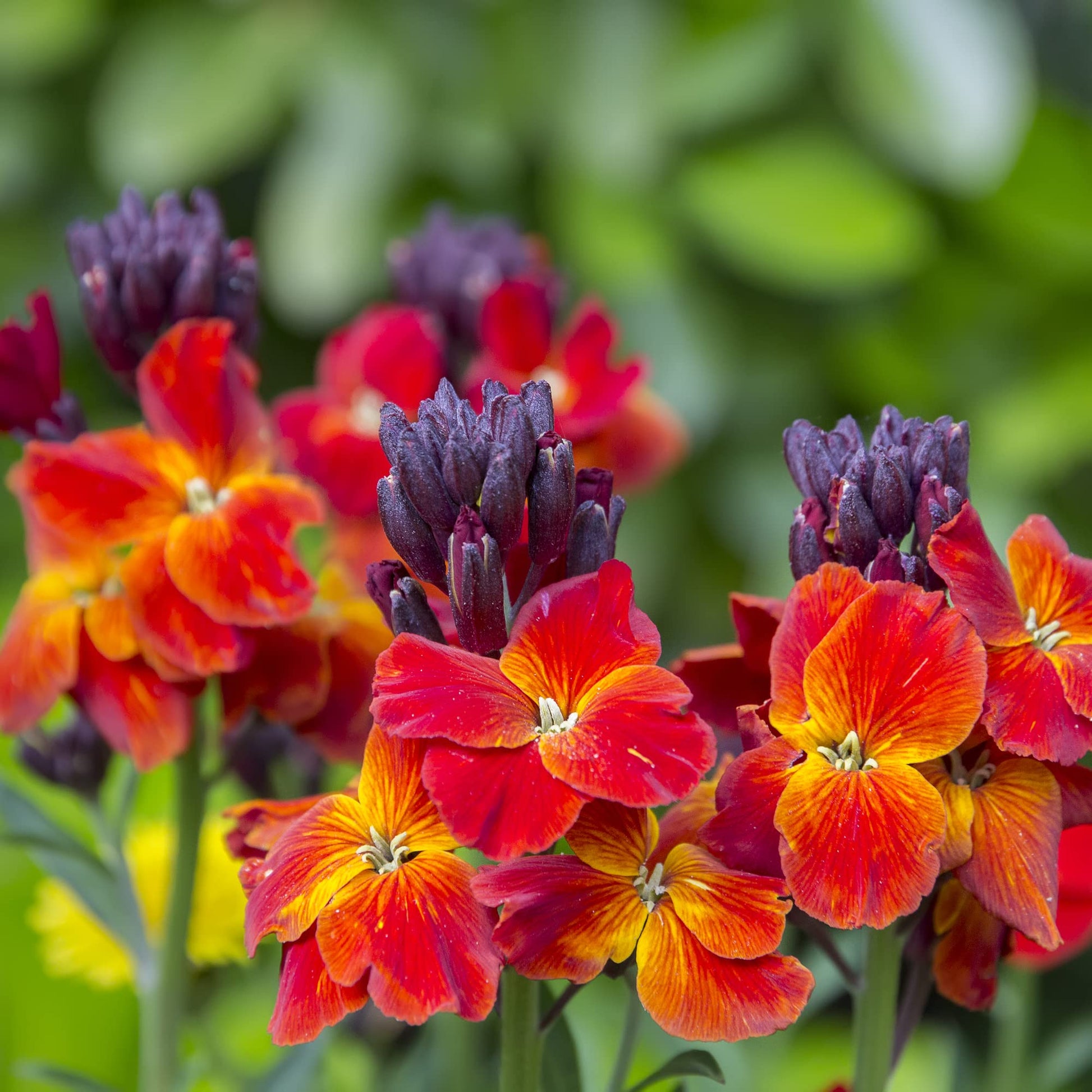 WallFlower 'Tom Thumb' - 6 x Full Plug Plant Pack - AcquaGarden