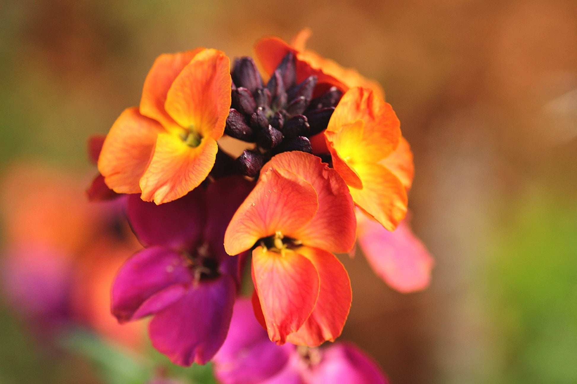 WallFlower 'Tom Thumb' - 6 x Full Plug Plant Pack - AcquaGarden