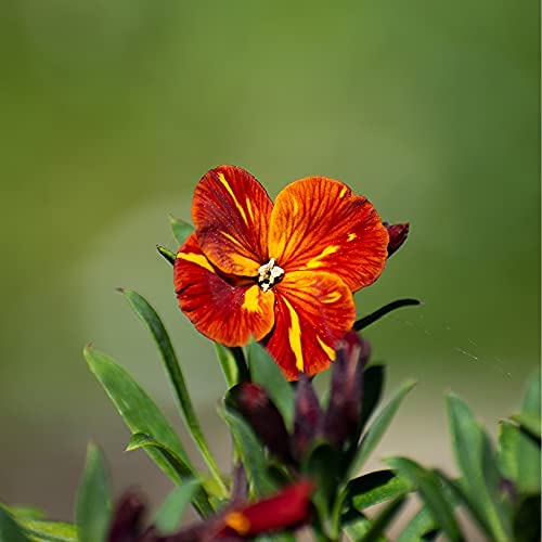 WallFlower 'Tom Thumb' - 6 x Full Plug Plant Pack - AcquaGarden