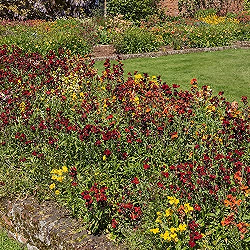 WallFlower 'Tom Thumb' - 6 x Full Plug Plant Pack - AcquaGarden